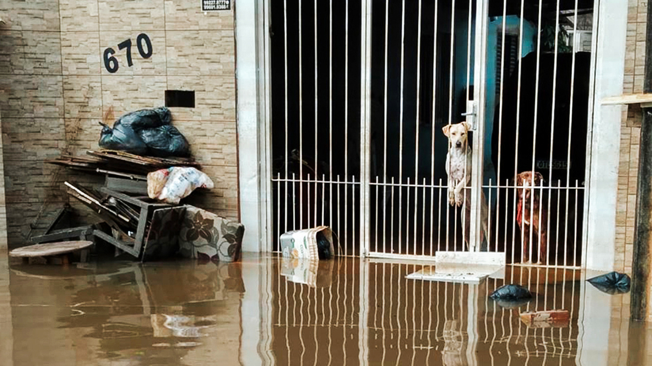 The GRETAP team encounters two dogs during rescue operations amid historic flooding in Rio Grande do Sul, Brazil.