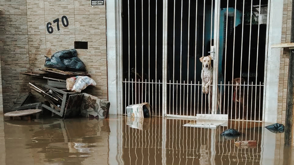 Überschwemmungen im Süden Brasiliens: Der IFAW hilft