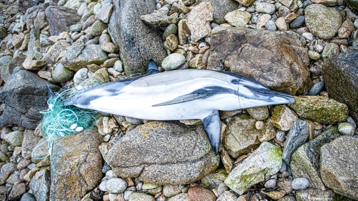 Un dauphin tué dans un filet de pêche à Porspoder, France