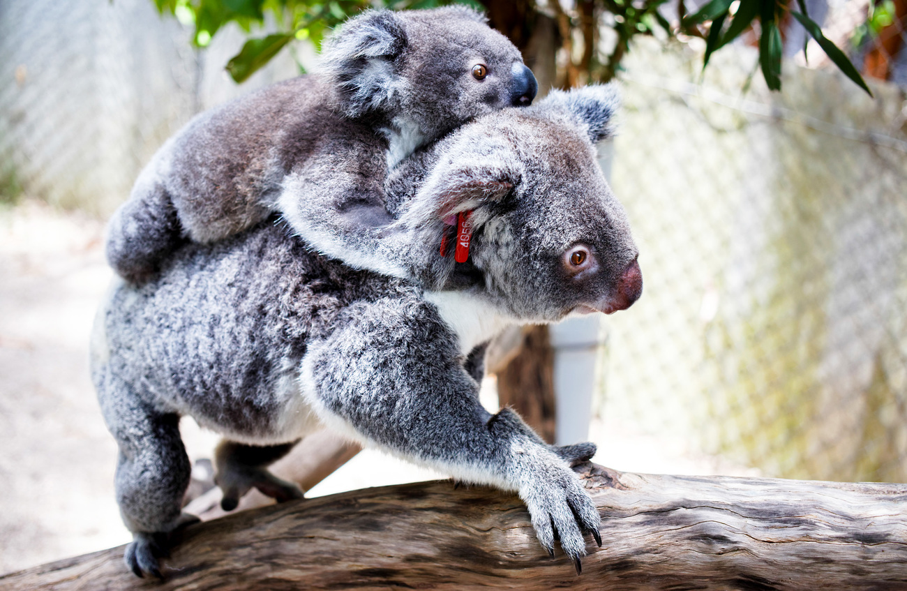 Charlotte with Keogh on her back while in care at Friends of the Koala.