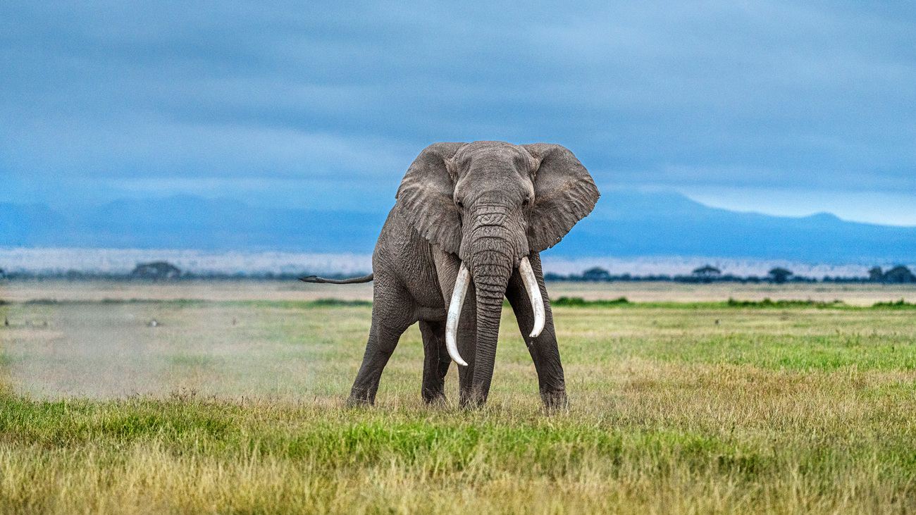 A big tusker in Amboseli National Park, Kenya.