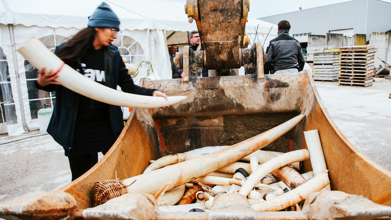 Sarah Sabry of IFAW loading ivory objects for destruction.