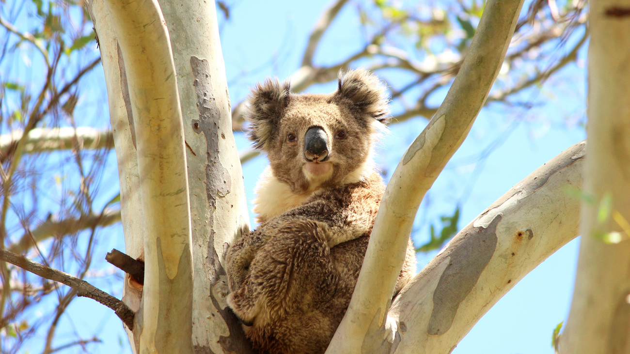 A wild male koala spotted on a property IFAW and Koala Clancy Foundation planted trees on in regional Victoria.