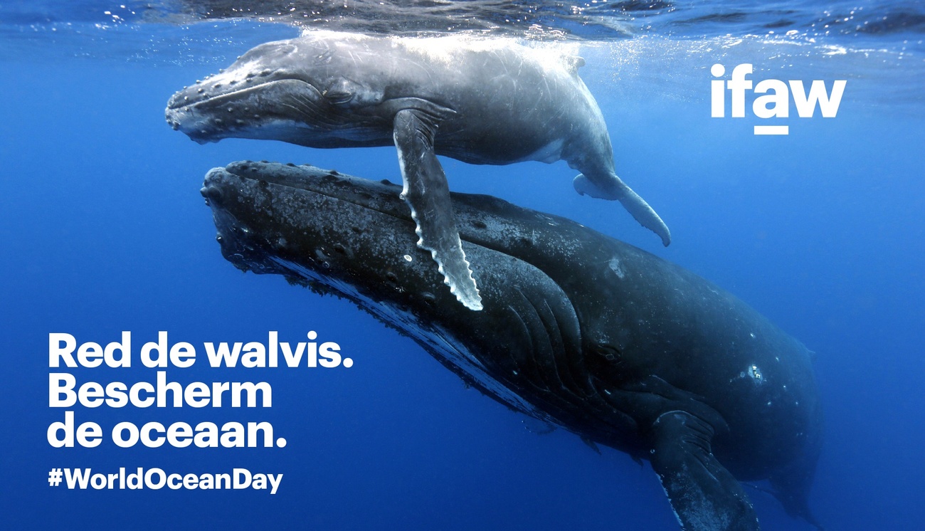 Campagneuiting IFAW x Ocean Outdoor voor World Ocean Day.