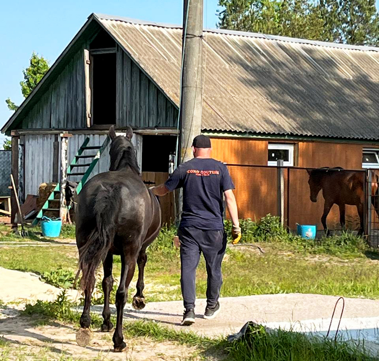 Due to recent attacks in the Kharkiv region, horses from a stable in the town of Dergachi had to be evacuated urgently.