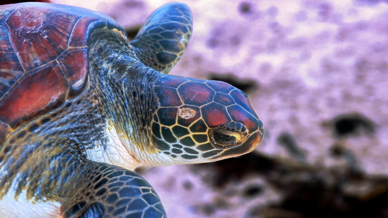 Eine Nahaufnahme einer Schildkröte. Man sieht nur den Kopf und die forderen Flossen.