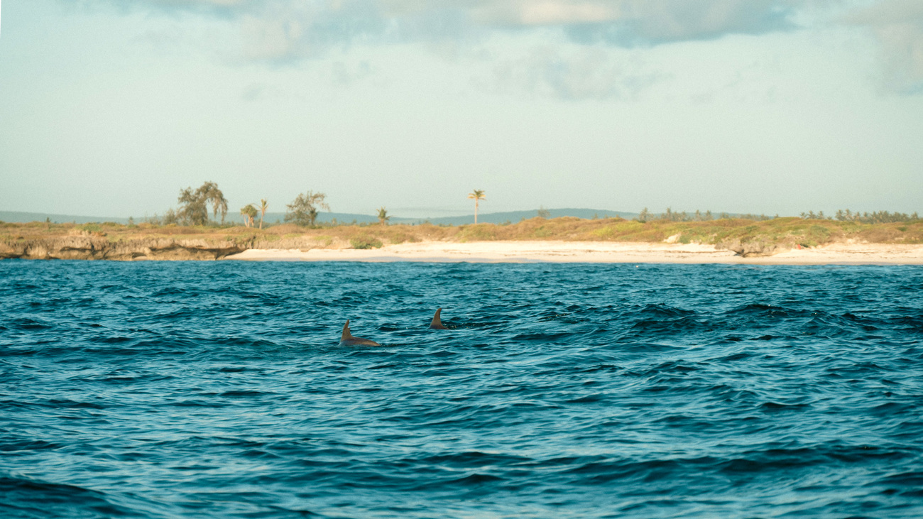 A pair of dolphins swim in the clear blue waters of the Indian Ocean on the Kenyan coast.