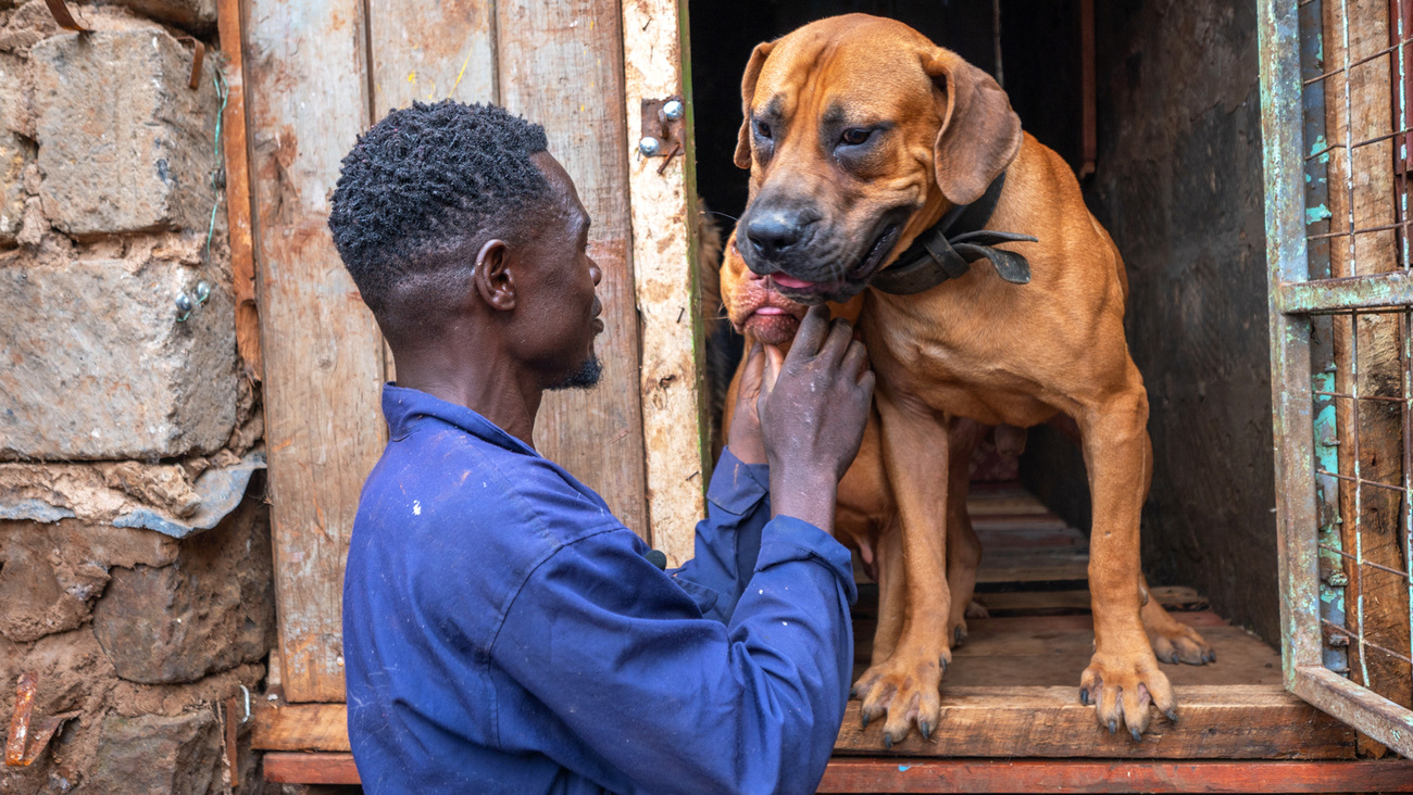 Hilary Mrando keeps watch on the few dogs left in his kennels after the devastating floods in informal settlements in the Mathare area of Nairobi, Kenya.