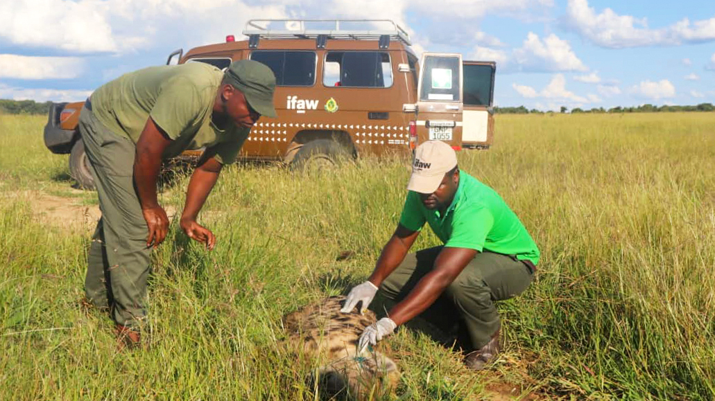 Hyena de-snaring near Jambile Pan, Hwange National Park.