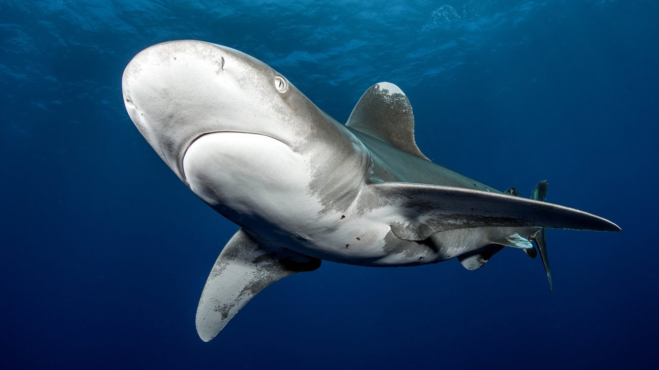 Oceanic whitetip shark swimming underwater in the Bahamas.