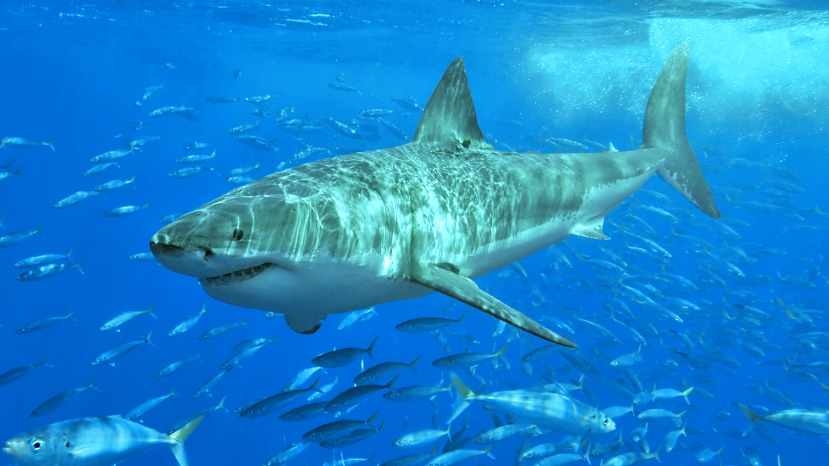 Great white shark swimming underwater with fish.