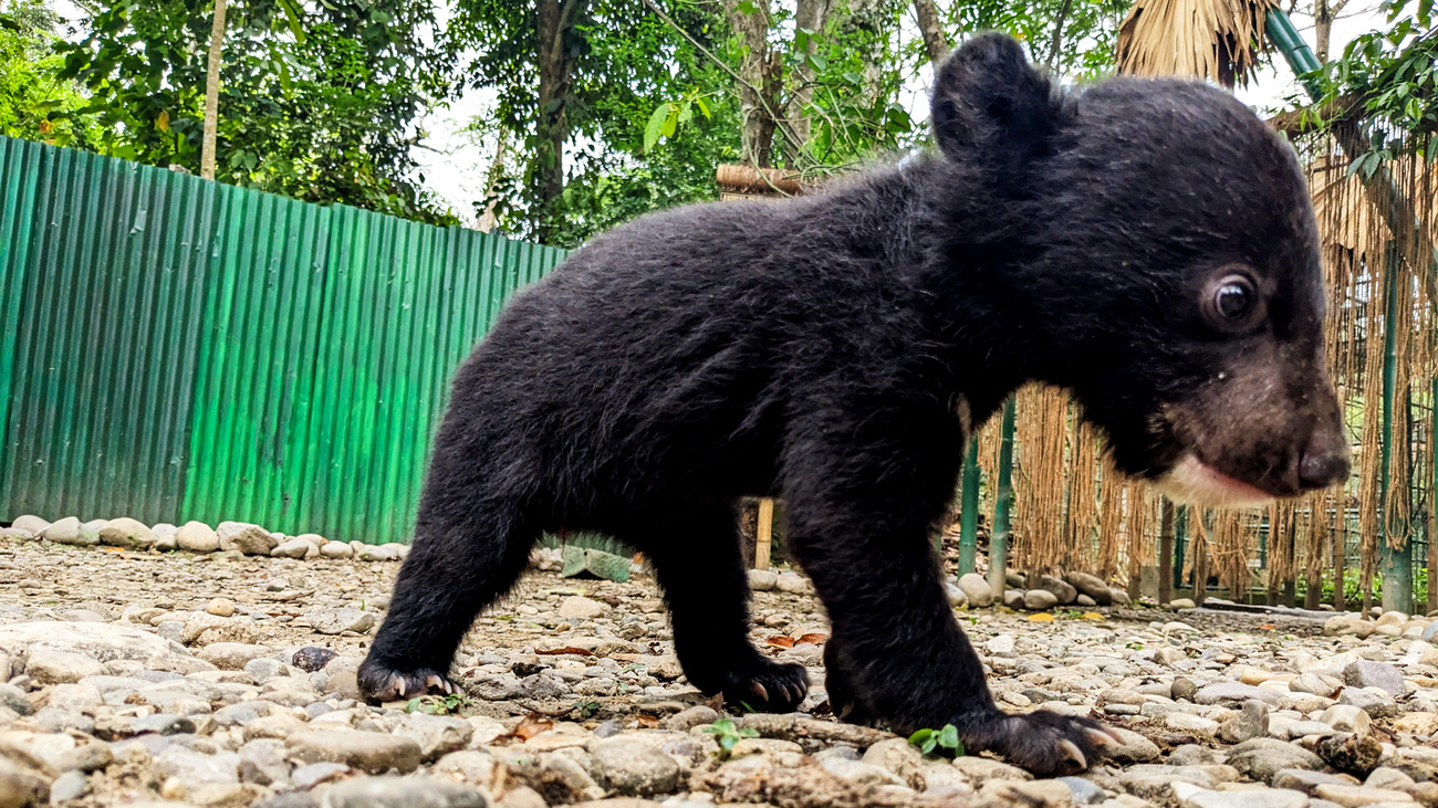 Papum the Asiatic black bear cub in care at Wildlife Trust of India’s Centre for Bear Rehabilitation and Conservation.