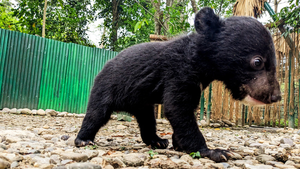 Rettung und Rehabilitation von Papum, einem verwaisten Kragenbären