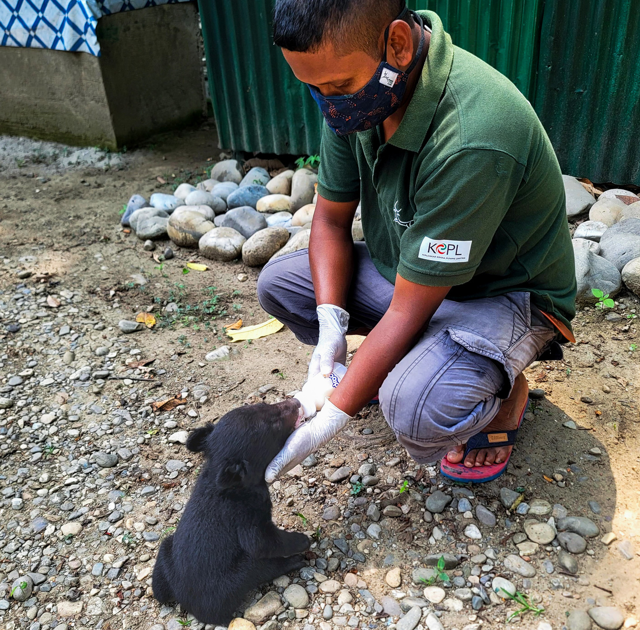 Papum the one-month-old Asiatic black bear cub is bottle-fed by a member of the CBRC team.