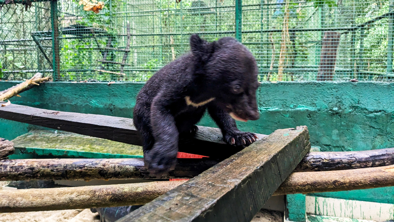 Papum the Asiatic black bear cub in care at Wildlife Trust of India’s Centre for Bear Rehabilitation and Conservation.