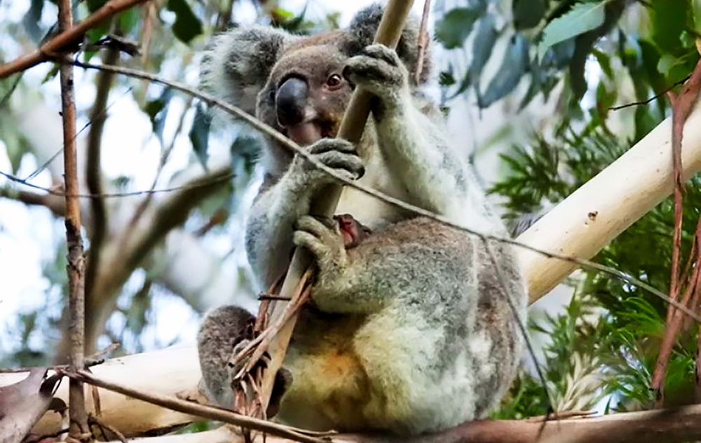 Kookie the koala spotted in the wild with a joey of her own.