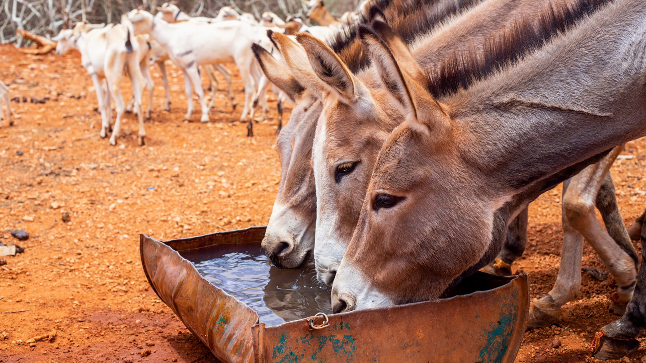 Donkeys affected by the Somaliland drought drink water provided by IFAW and Candlelight.