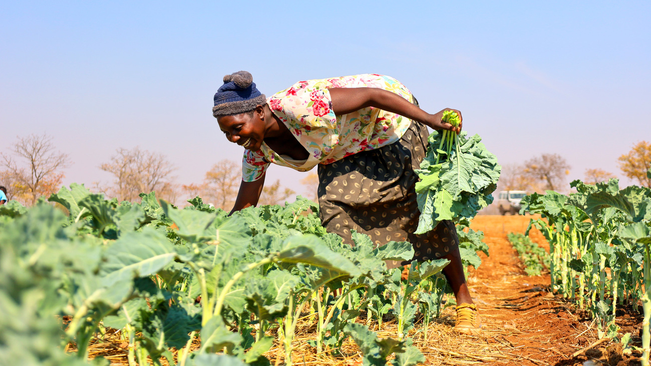 Community nutritional gardens for local villagers near Hwange National Park, Zimbabwe.