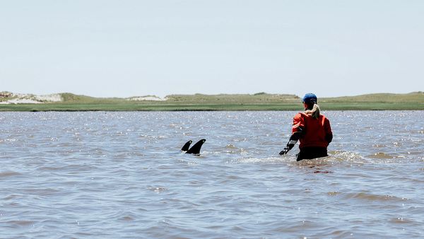 Grootste stranding van dolfijnen in de geschiedenis van IFAW