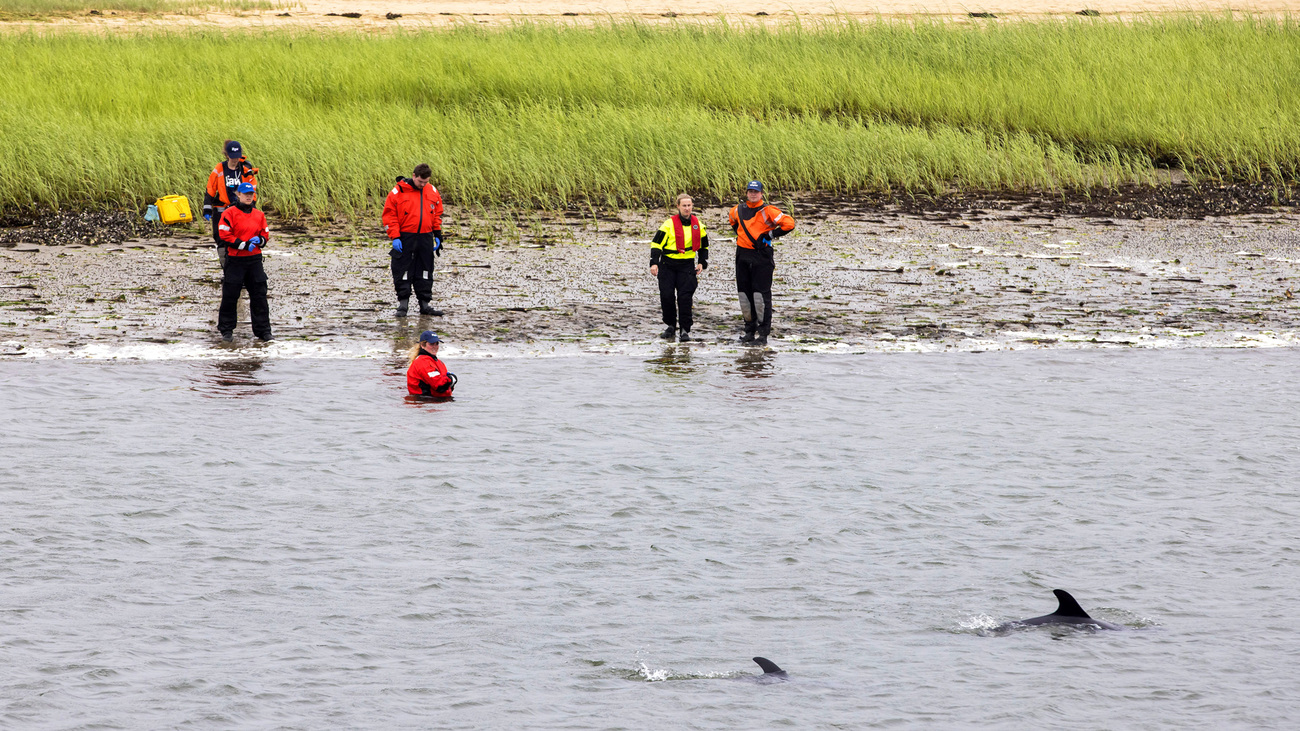 Responders race to save dolphins in Herring Cove, MA, during the largest mass stranding in IFAW's response history.