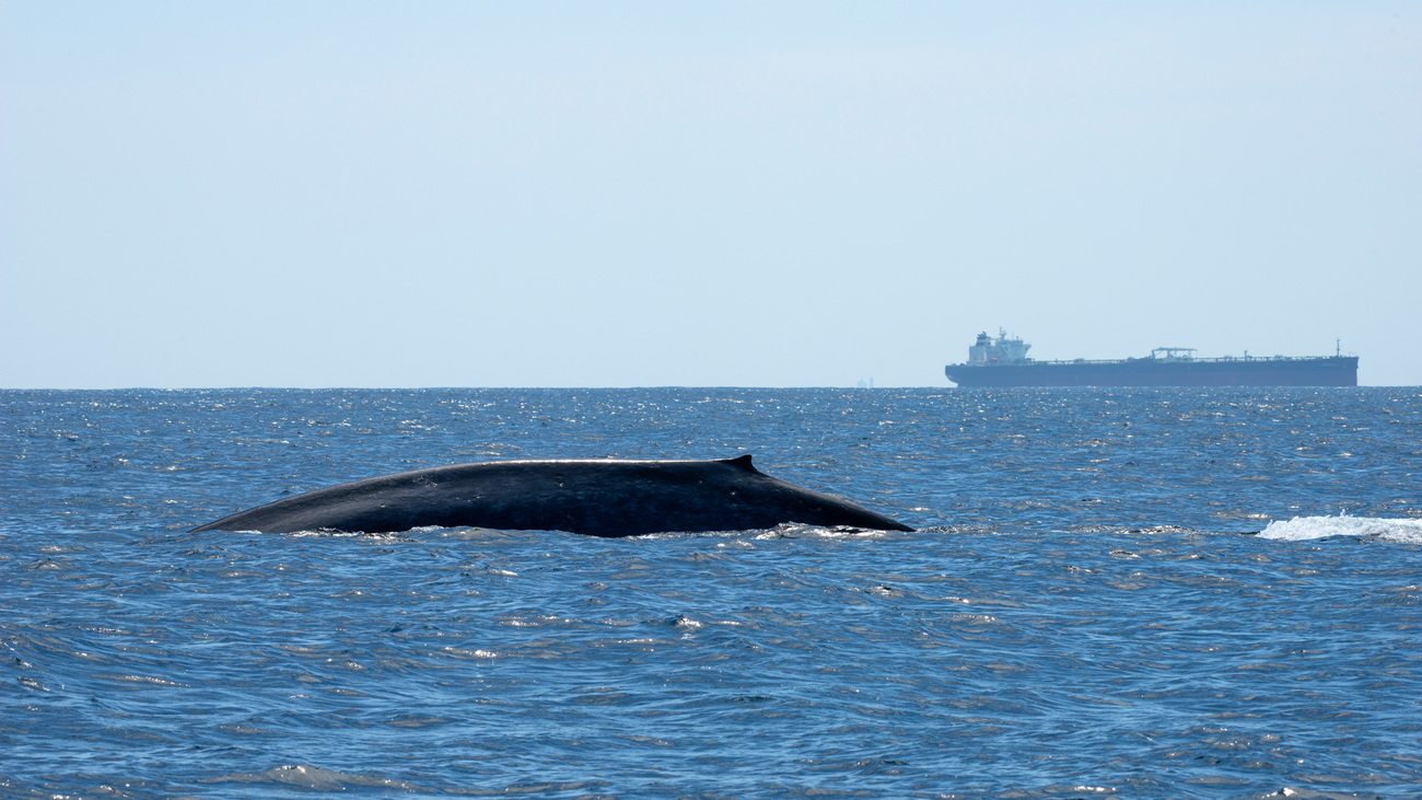  Blue whale breaching with cargo ship in background near Sri Lanka.