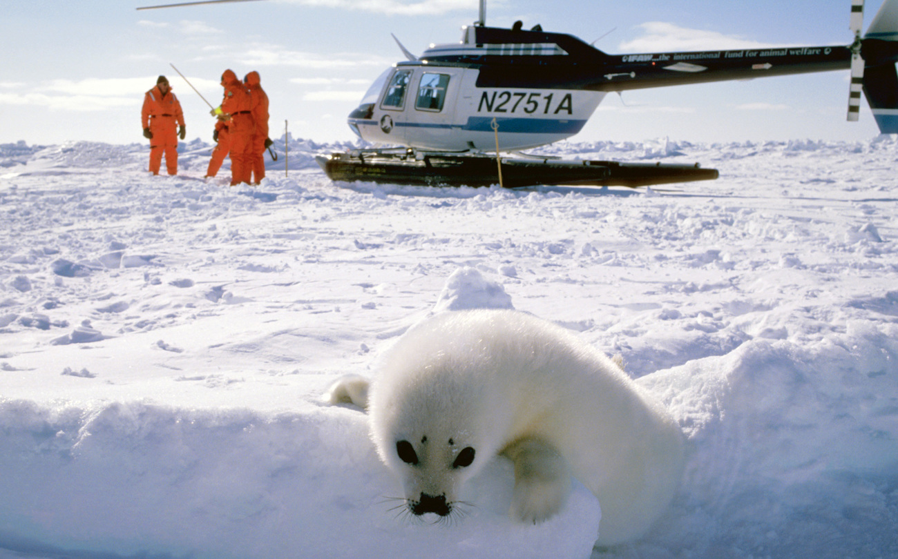 A white coat harp seal pup leans over the edge of a shallow ice ledge while observers stand near a helicopter in the background.