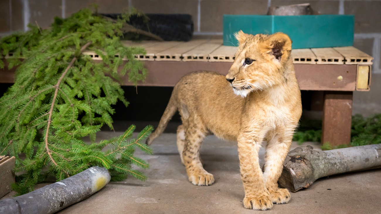 Lion cub Stefania explores quarantine at The Wildcat Sanctuary.