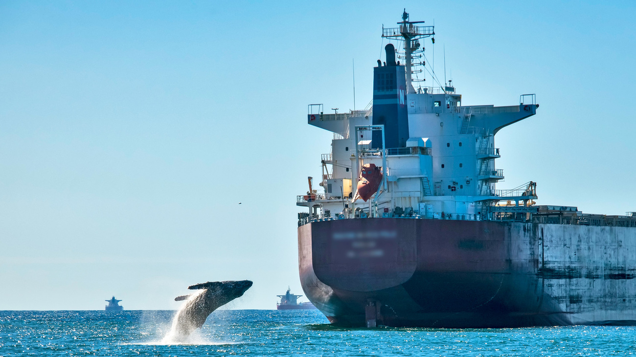 Humpback whale breaching near a large cargo vessel off the coast of Vitoria, Brazil.