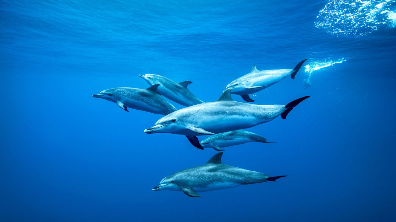 A pod of Atlantic spotted dolphins swimming underwater in Santa Cruz de Tenerife, Canary Islands.