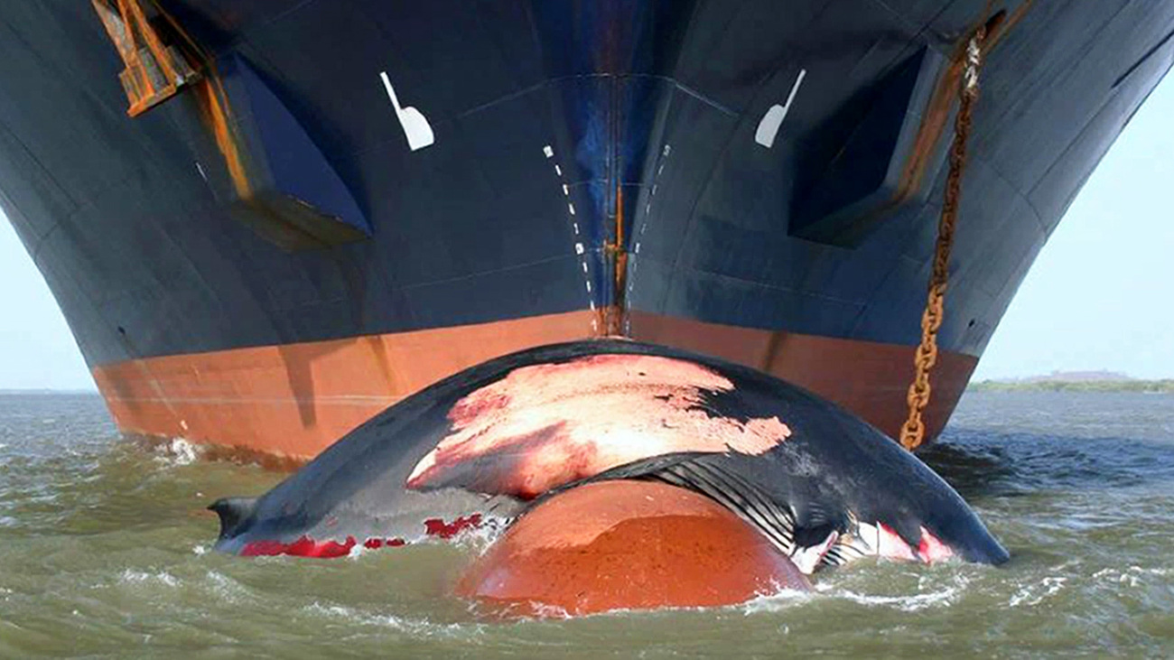 Tropical whale in the bow bulb of the cargo vessel Nedlloyd Pantanal.