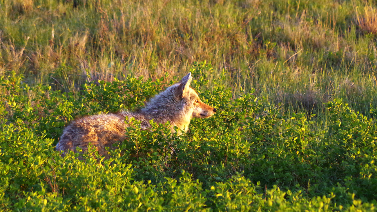 A coyote in Badlands National Park, South Dakota. Coyotes are prevelant in this region as one of the top predators.