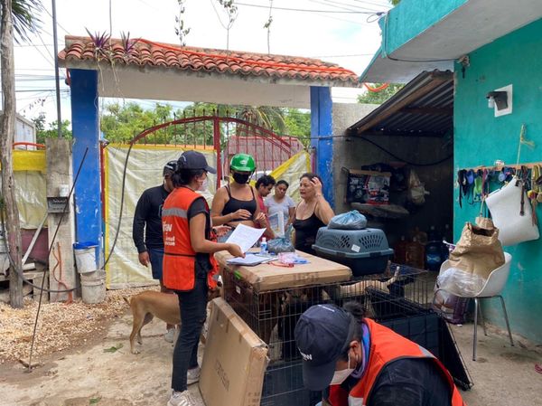 Hurrikan Beryl: Der IFAW hilft Tieren in Not 