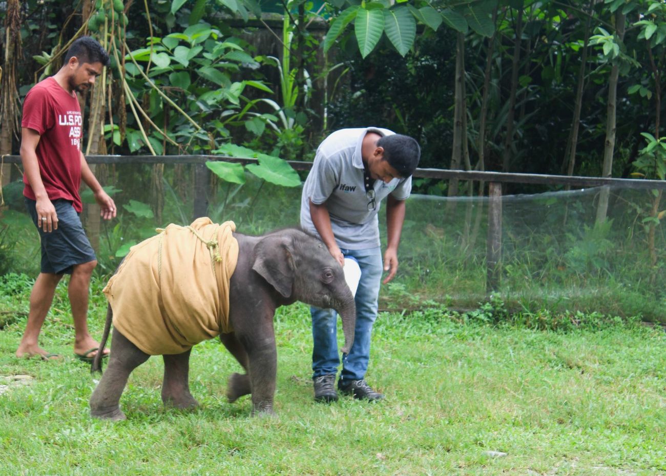 A young elephant calf in care after being rescued from the floods.