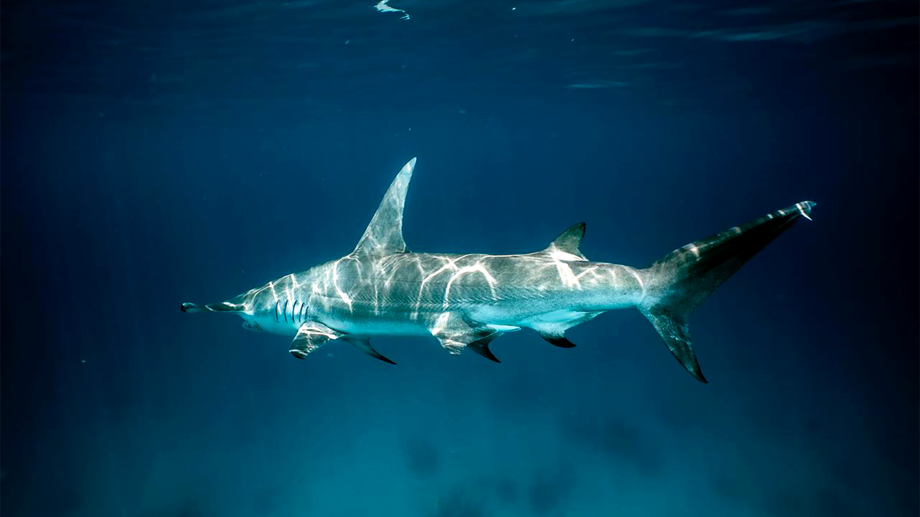 Scalloped hammerhead shark swimming underwater in Malpelo, Pacific Colombian.