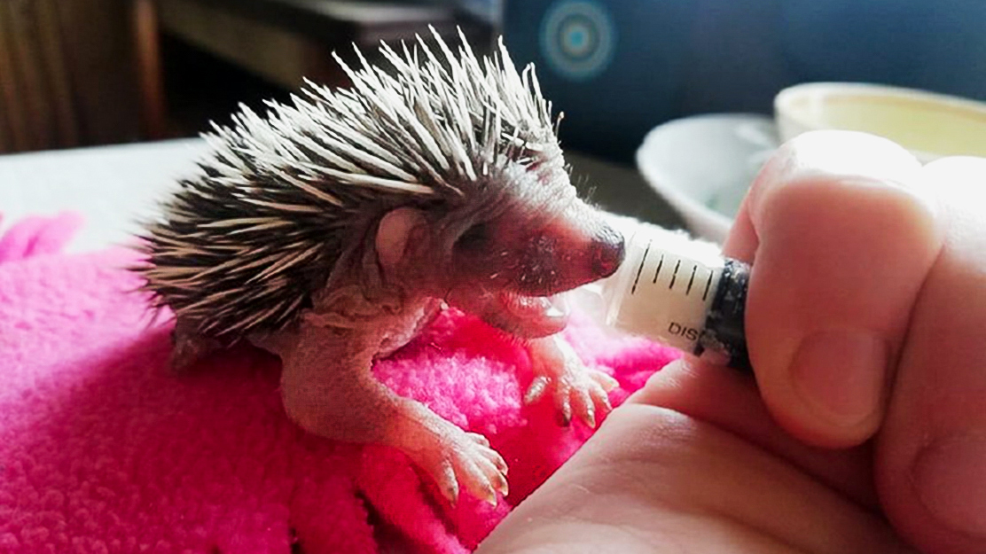 Een geredde egel, gesteund door IFAW via de First Private Hedgehogery in Kyiv, Oekraïne. 