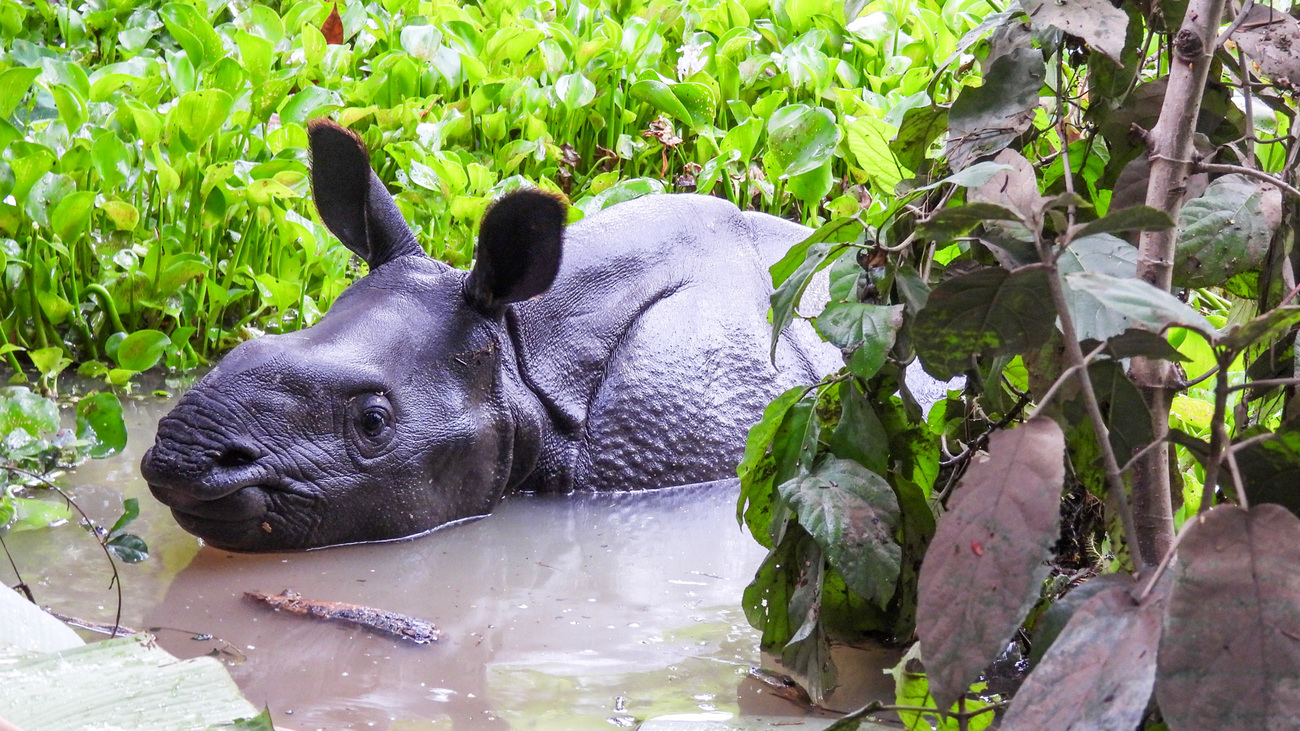 Un jeune rhinocéros emporté par les eaux.