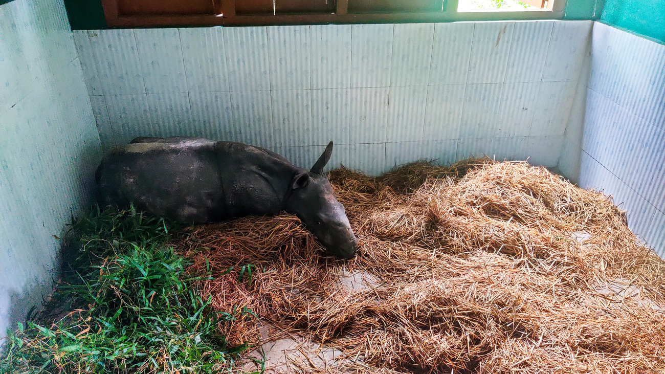 A rhino calf rescued from flooding rehabilitates at Wildlife Trust of India’s Centre for Wildlife Rehabilitation and Conservation.