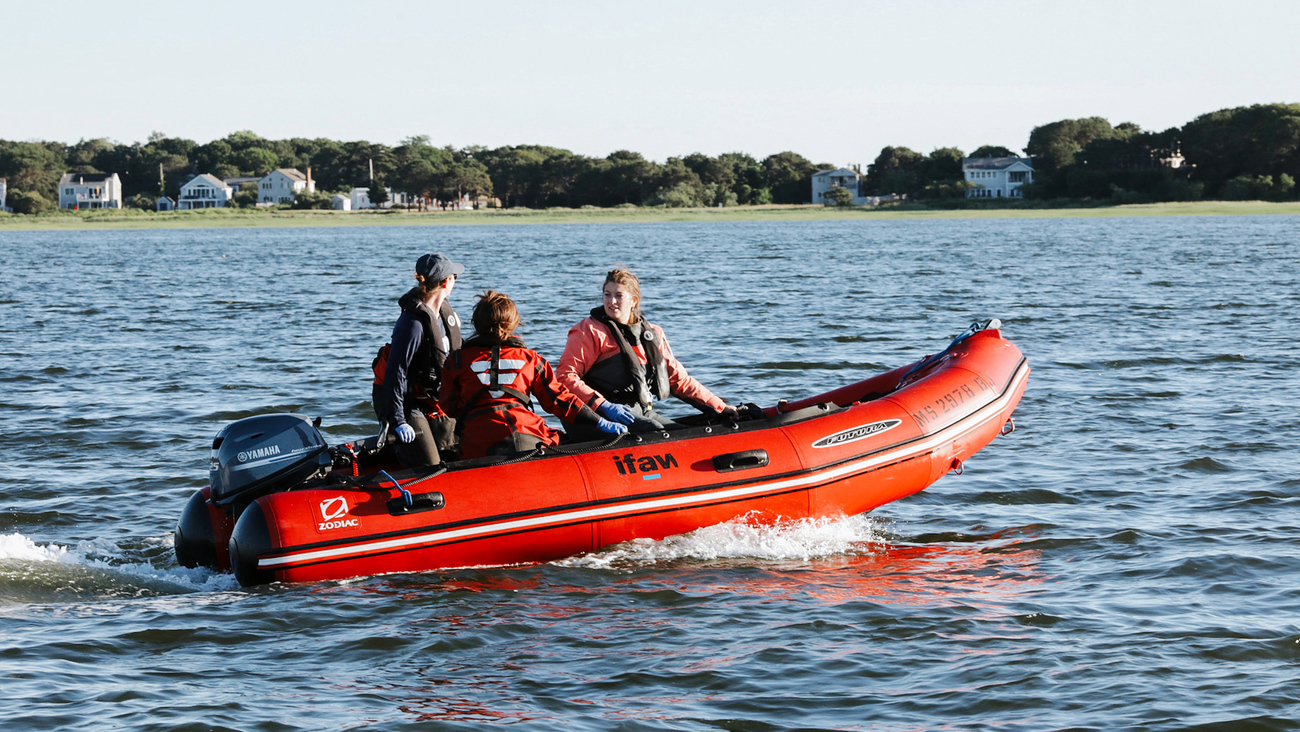 Responders race to save dolphins in Wellfleet, MA, during the largest mass stranding in US history.