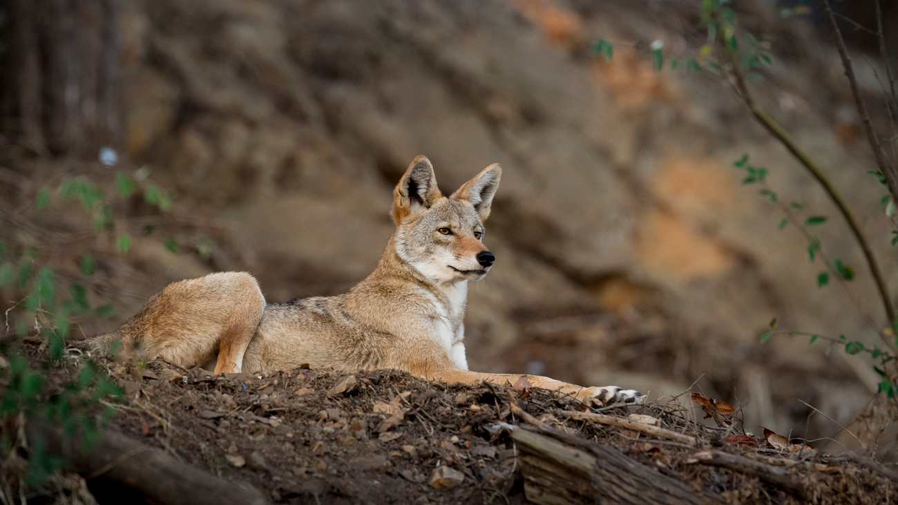 coyote laying on hill