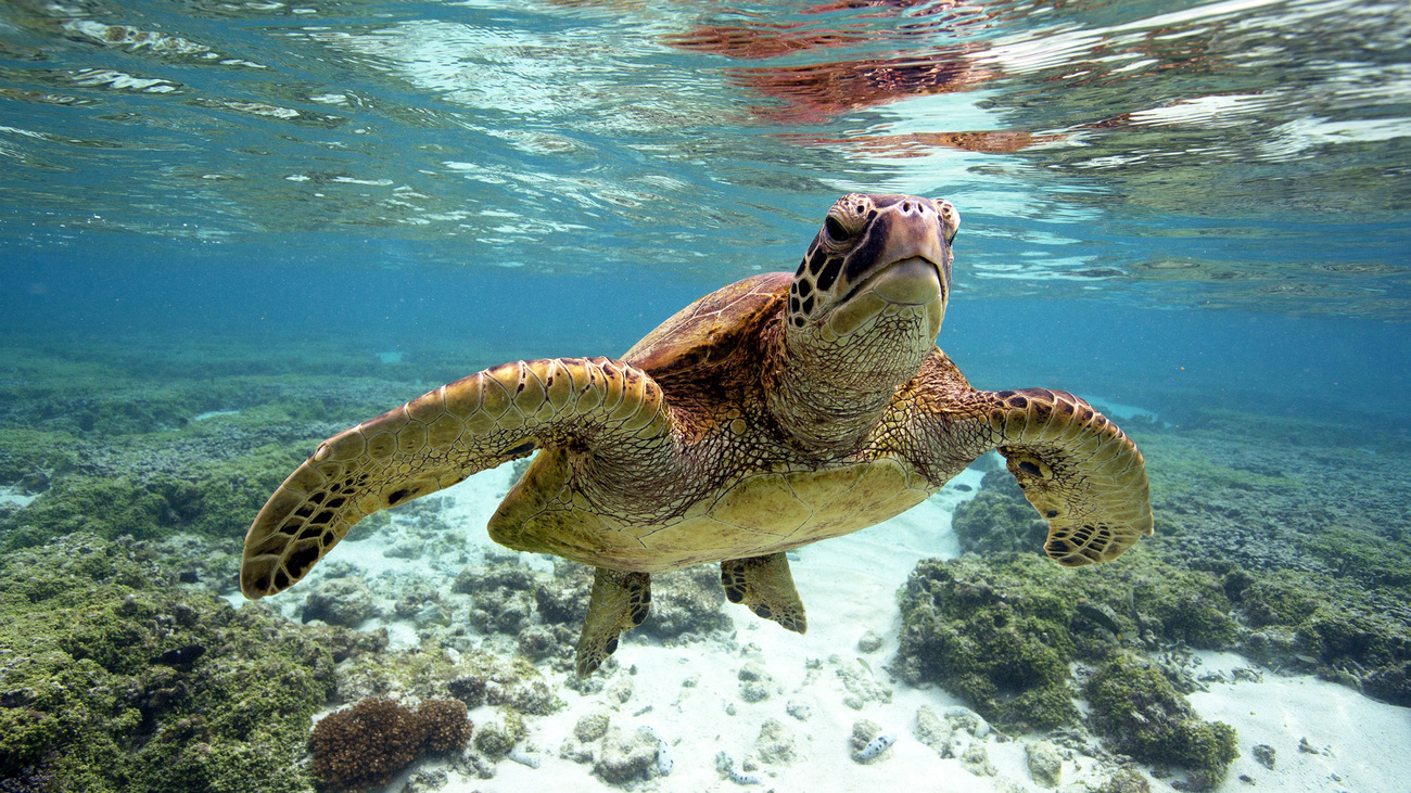 Green Turtle swimming