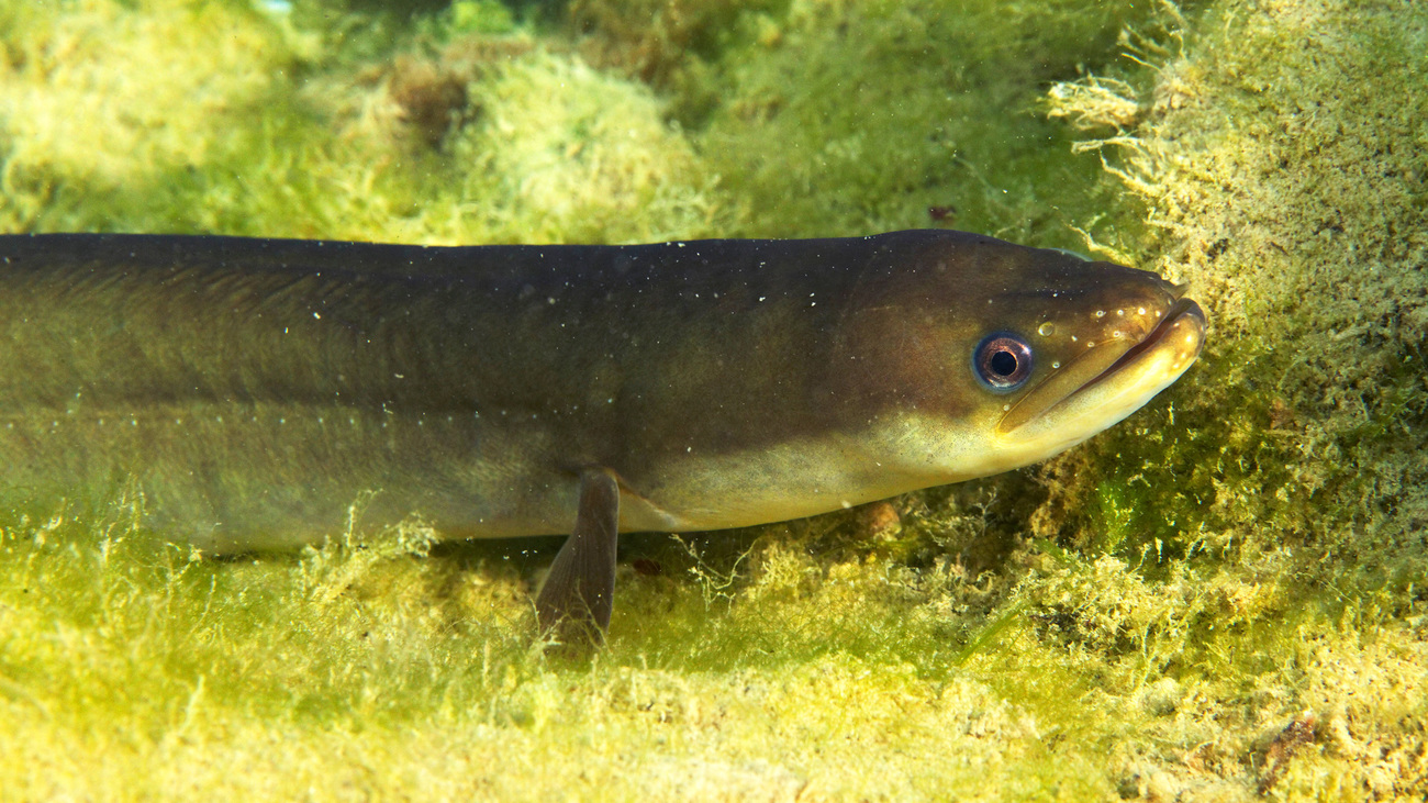 A European eel swimming in Krka river, Croatia.