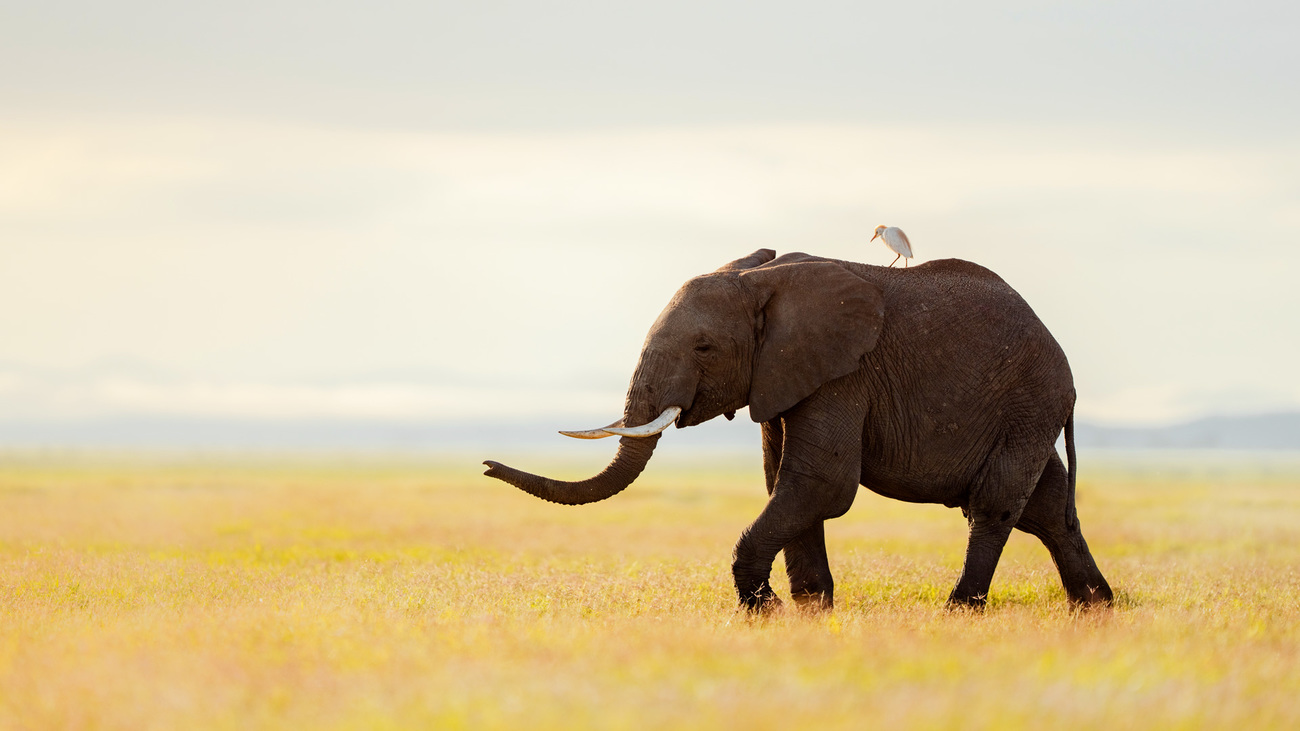 An elephant with a bird on its back in Amboseli National Park, Kenya.