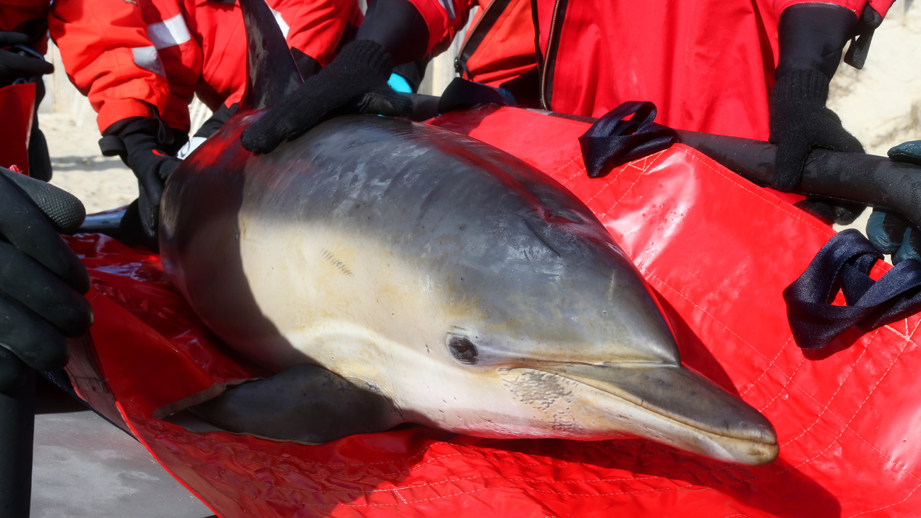 A stranded common dolphin being rescued before its release in deep waters