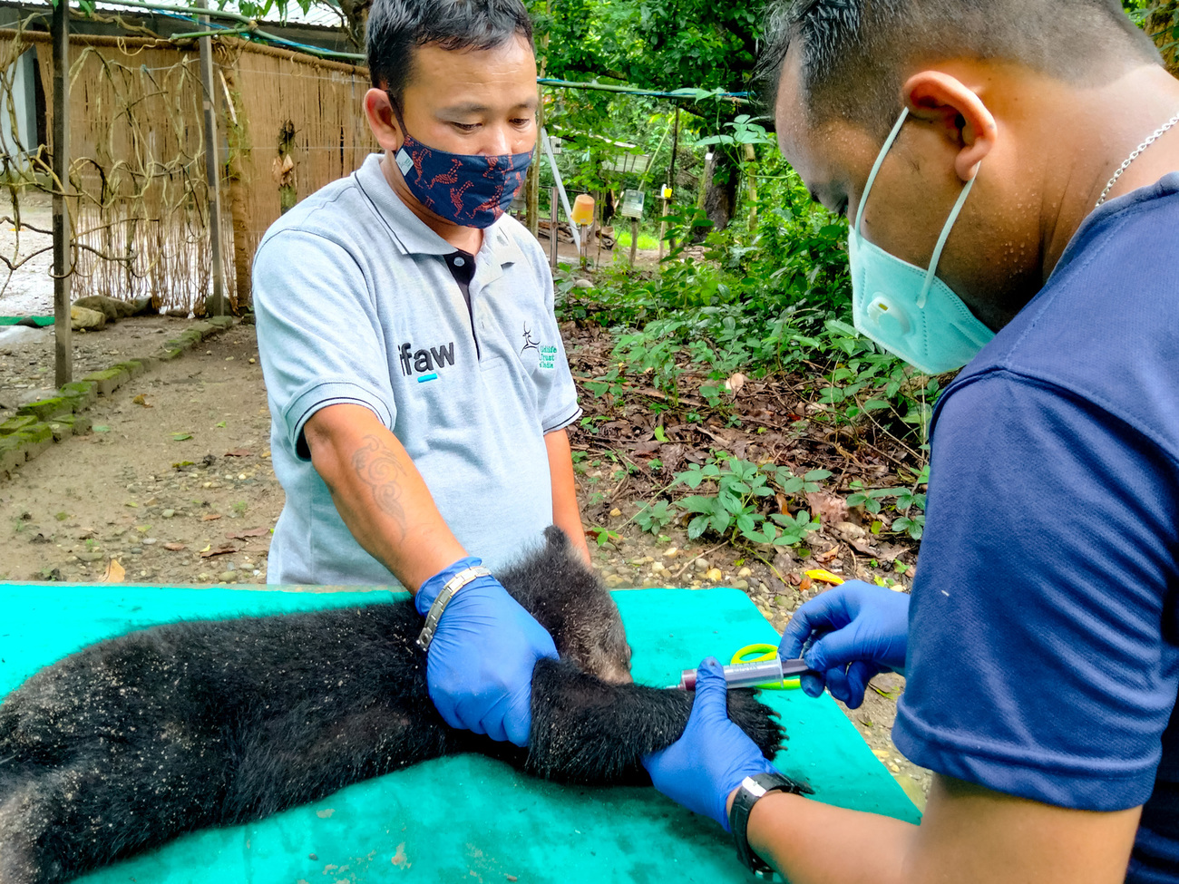 Rama, one of the rescued Asiatic black bear cubs being rehabilitated at the Center for Bear Rehabilitation and Conservation in the Pakke Tiger Reserve, Arunachal Pradesh, India, lies sedated on an examination table while two of the CBRC animal keepers draw blood from her as part of a health screening, June 27, 2021.