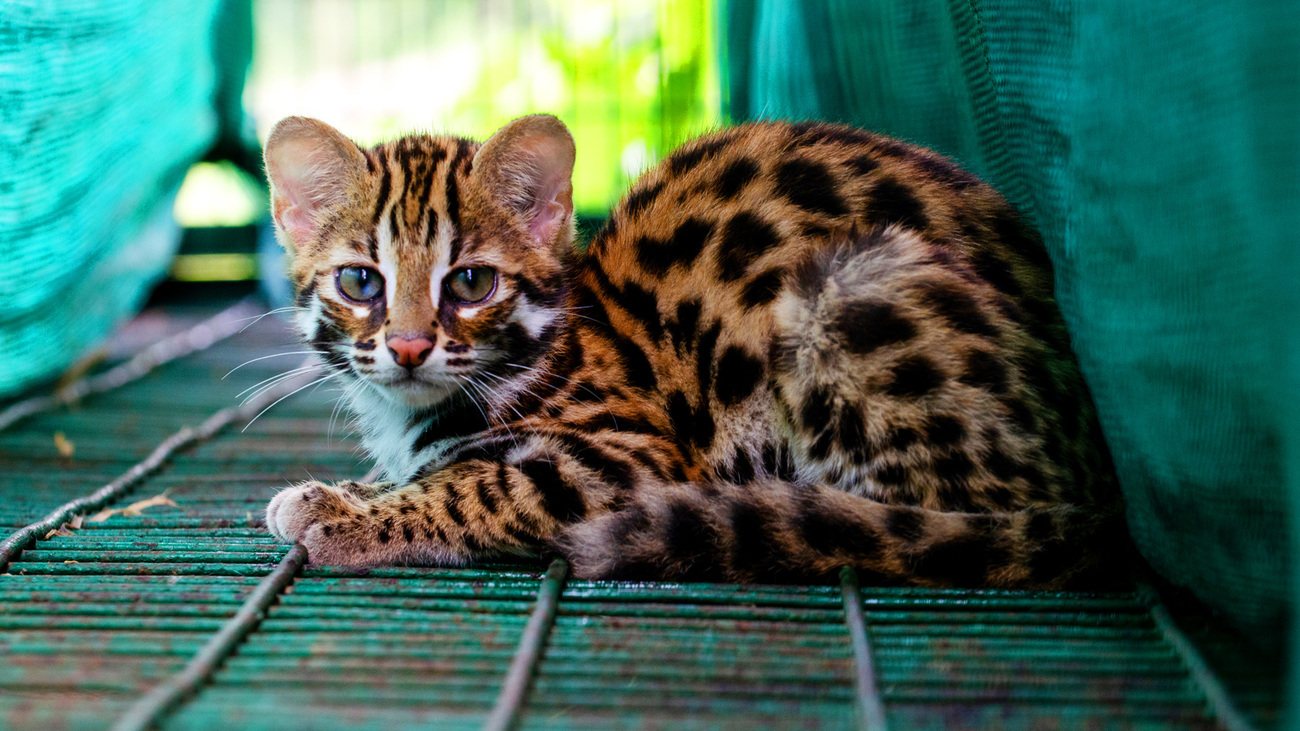 A leopard cat kitten rehabilitating at Wildlife Trust of India’s Centre for Wildlife Rehabilitation and Conservation.