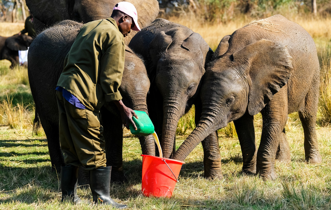 In the care of Wild is Life - ZEN and elephant keeper Timothy Hwahwa, rescued orphaned African elephants Johnnie, Tess, and Amira drink water from a bucket.