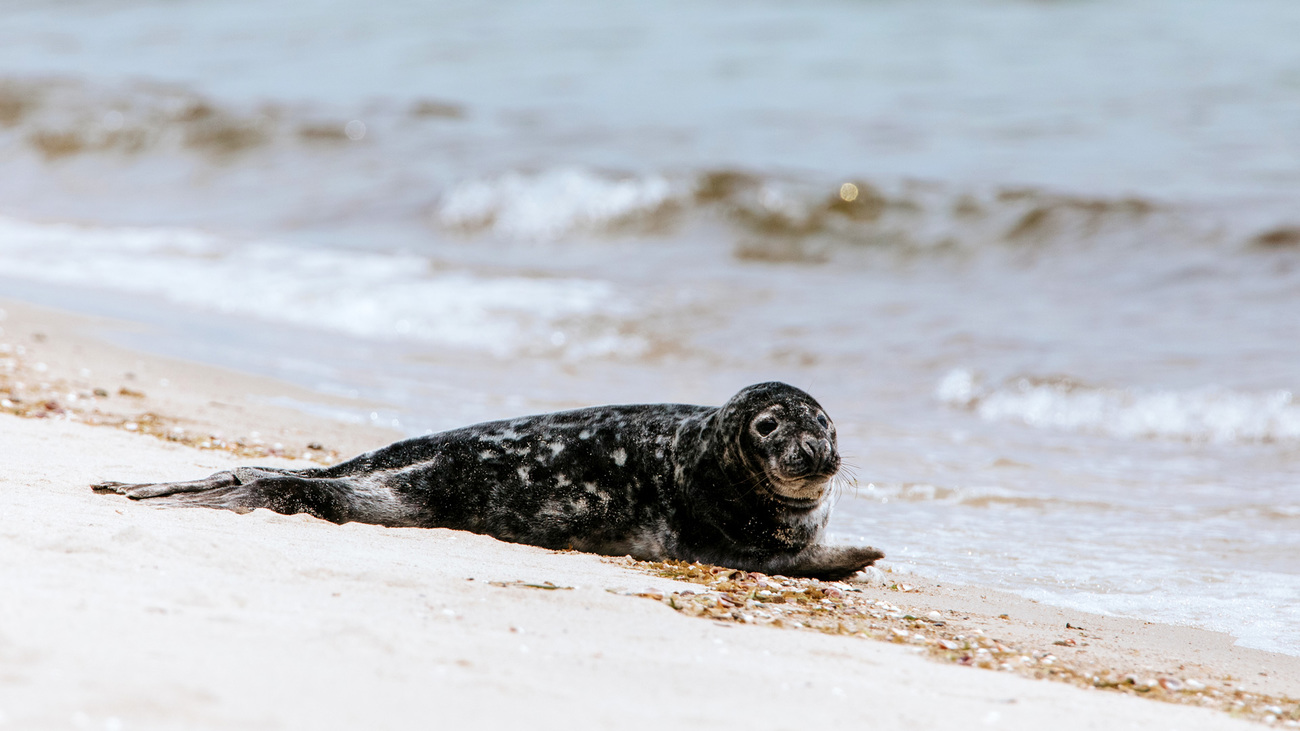 A juvenile gray seal resting on a beach.