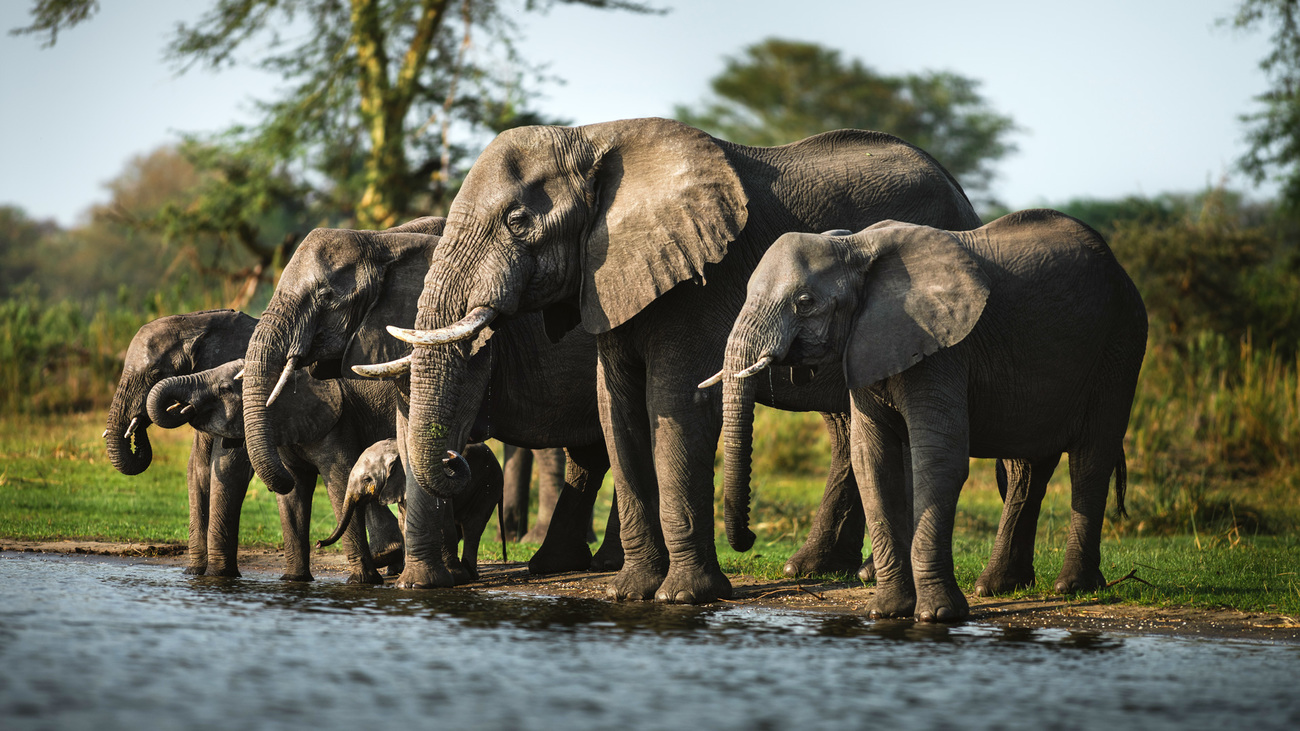 A family of African Bush Elephants drinking from the Shire River in Liwonde National, Malawi on November 16, 2018.