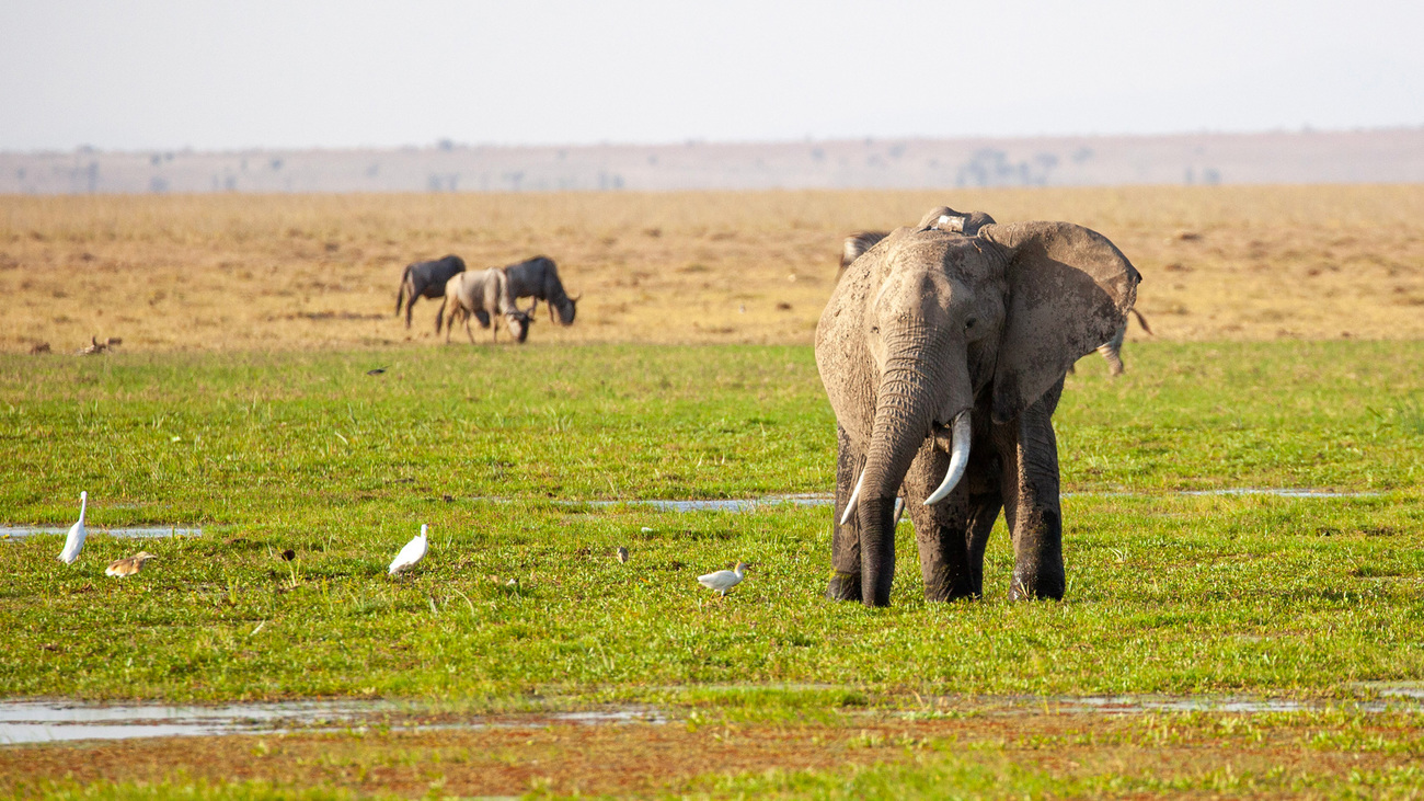 Elephant with wildebeests and birds in Amboseli National Park.