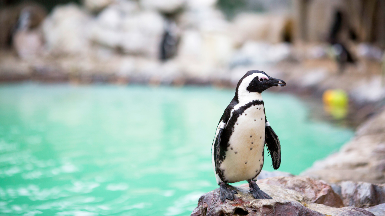 An African penguin at the IFAW-supported Southern Africa Foundation for the Conservation of Coastal Birds (SANCCOB).